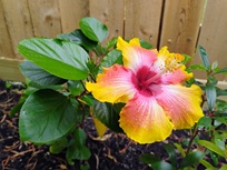 Hibiscus Original Photo