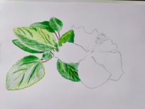 Hibiscus 1