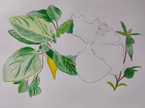 Hibiscus 2