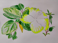 Hibiscus 3