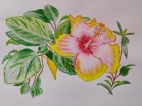 Hibiscus 5