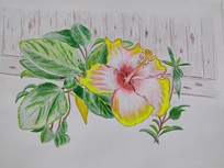 Hibiscus 6
