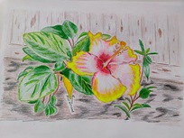 Hibiscus 7