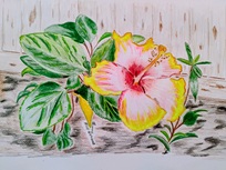 Hibiscus 8